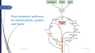 Citric acid cycle | PDF