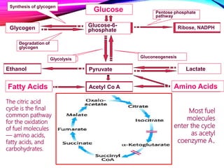 Glucose
Glucose-6-
phosphate
Pyruvate
Glycogen Ribose, NADPH
Pentose phosphate
pathway
Synthesis of glycogen
Degradation of
glycogen
Glycolysis Gluconeogenesis
LactateEthanol
Acetyl Co AFatty Acids Amino Acids
The citric acid
cycle is the final
common pathway
for the oxidation
of fuel molecules
— amino acids,
fatty acids, and
carbohydrates.
Most fuel
molecules
enter the cycle
as acetyl
coenzyme A.
 