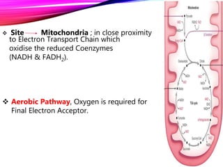  Site Mitochondria ; in close proximity
to Electron Transport Chain which
oxidise the reduced Coenzymes
(NADH & FADH2).
 Aerobic Pathway, Oxygen is required for
Final Electron Acceptor.
 