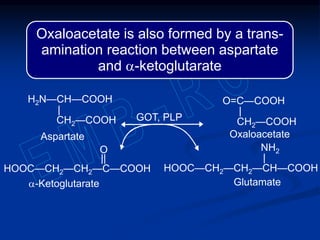 Oxaloacetate is also formed by a trans-
amination reaction between aspartate
and a-ketoglutarate
H2N—CH—COOH
|
CH2—COOH
Aspartate
GOT, PLP
O=C—COOH
|
CH2—COOH
Oxaloacetate
O
||
HOOC—CH2—CH2—C—COOH
a-Ketoglutarate
NH2
|
HOOC—CH2—CH2—CH—COOH
Glutamate
 