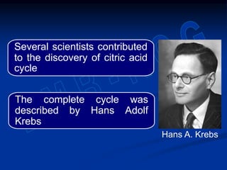 Several scientists contributed
to the discovery of citric acid
cycle
The complete cycle was
described by Hans Adolf
Krebs
Hans A. Krebs
 