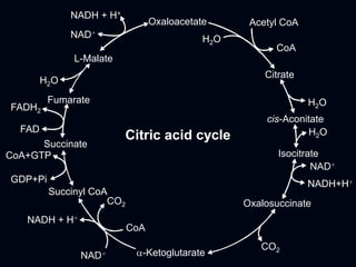 Citric acid cycle
Oxaloacetate Acetyl CoA
CoA
Citrate
cis-Aconitate
Isocitrate
Oxalosuccinate
CO2
a-Ketoglutarate
CoA
Succinyl CoA
GDP+Pi
CoA+GTP
Succinate
FAD
FADH2
Fumarate
H2O
L-Malate
NAD+
NADH + H+
NAD+
NAD+
NADH+H+
NADH + H+
H2O
H2O
H2O
CO2
 