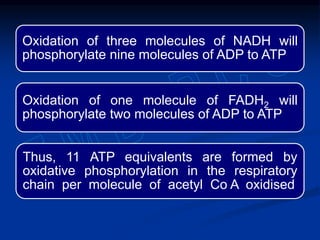 Oxidation of three molecules of NADH will
phosphorylate nine molecules of ADP to ATP
Oxidation of one molecule of FADH2 will
phosphorylate two molecules of ADP to ATP
Thus, 11 ATP equivalents are formed by
oxidative phosphorylation in the respiratory
chain per molecule of acetyl Co A oxidised
 