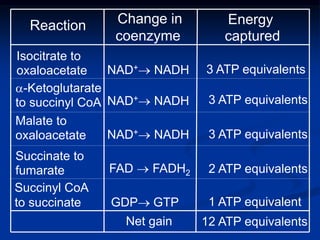 Succinyl CoA
to succinate
Isocitrate to
oxaloacetate NAD+ NADH 3 ATP equivalents
Reaction Change in
coenzyme
Energy
captured
a-Ketoglutarate
to succinyl CoA NAD+ NADH 3 ATP equivalents
Malate to
oxaloacetate 3 ATP equivalentsNAD+ NADH
2 ATP equivalentsFAD  FADH2
Succinate to
fumarate
1 ATP equivalentGDP GTP
12 ATP equivalentsNet gain
 