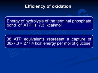 Energy of hydrolysis of the terminal phosphate
bond of ATP is 7.3 kcal/mol
38 ATP equivalents represent a capture of
38x7.3 = 277.4 kcal energy per mol of glucose
Efficiency of oxidation
 