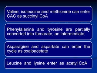 Valine, isoleucine and methionine can enter
CAC as succinyl CoA
Phenylalanine and tyrosine are partially
converted into fumarate, an intermediate
Asparagine and aspartate can enter the
cycle as oxaloacetate
Leucine and lysine enter as acetyl CoA
 