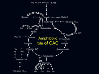 Oxaloacetate
Citrate
cis-Aconitate
Isocitrate
Oxalosuccinate
a-Ketoglutarate
Succinyl CoA
Succinate
Phe, Tyr Fumarate
Malate
Val
Propionyl CoA
Fatty acids (C)2n+1
Ile Met
Glutamate
Gln Pro Arg His
Gly, Ala, Ser, Thr, Cys, Trp, Hyp
PyruvateGlucose Glycerol
Acetyl CoA Fatty acids (C)2n
Asn Asp
Acetyl CoA
Amphibolic
role of CAC
 