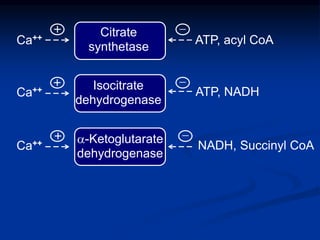 Citrate
synthetase
ATP, acyl CoACa++
+ -
Isocitrate
dehydrogenase
ATP, NADHCa++
+
+
-
a-Ketoglutarate
dehydrogenase
NADH, Succinyl CoA
-
Ca++
 