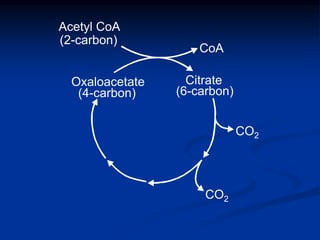 Oxaloacetate
(4-carbon)
CoA
Citrate
(6-carbon)
CO2
Acetyl CoA
(2-carbon)
CO2
 