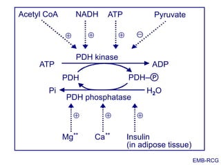 ATP
PDH PDH‒
NADHAcetyl CoA
  
  -
ATP ADP
PDH kinase
Pyruvate
PDH phosphatase
Pi H2O
Mg
++
Ca
++
Insulin
(in adipose tissue)
EMB-RCG
℗
 