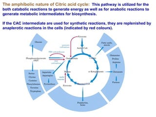 The amphibolic nature of Citric acid cycle: This pathway is utilized for the
both catabolic reactions to generate energy as well as for anabolic reactions to
generate metabolic intermediates for biosynthesis.
If the CAC intermediate are used for synthetic reactions, they are replenished by
anaplerotic reactions in the cells (indicated by red colours).
 