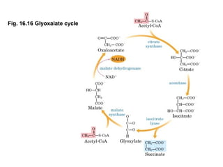 Fig. 16.16 Glyoxalate cycle
 