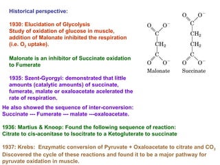 Historical perspective:
1930: Elucidation of Glycolysis
Study of oxidation of glucose in muscle,
addition of Malonate inhibited the respiration
(i.e. O2 uptake).
Malonate is an inhibitor of Succinate oxidation
to Fumerate
1935: Szent-Gyorgyi: demonstrated that little
amounts (catalytic amounts) of succinate,
fumerate, malate or oxaloacetate acelerated the
rate of respiration.
He also showed the sequence of inter-conversion:
Succinate --- Fumerate --- malate ---oxaloacetate.
1936: Martius & Knoop: Found the following sequence of reaction:
Citrate to cis-aconitase to Isocitrate to a Ketogluterate to succinate
1937: Krebs: Enzymatic conversion of Pyruvate + Oxaloacetate to citrate and CO2
Discovered the cycle of these reactions and found it to be a major pathway for
pyruvate oxidation in muscle.
 