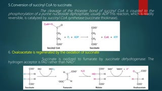 5.Conversion of succinyl CoA to succinate.
The cleavage of the thioester bond of succinyl CoA is coupled to the
phosphorylation of a purine nucleoside diphosphate, usually ADP. This reaction, which is readily
reversible, is catalyzed by succinyl CoA synthetase (succinate thiokinase).
6. Oxaloacetate is regenerated by the oxidation of succinate
Succinate is oxidized to fumarate by succinate dehydrogenase. The
hydrogen acceptor is FAD rather than NAD+.
 
