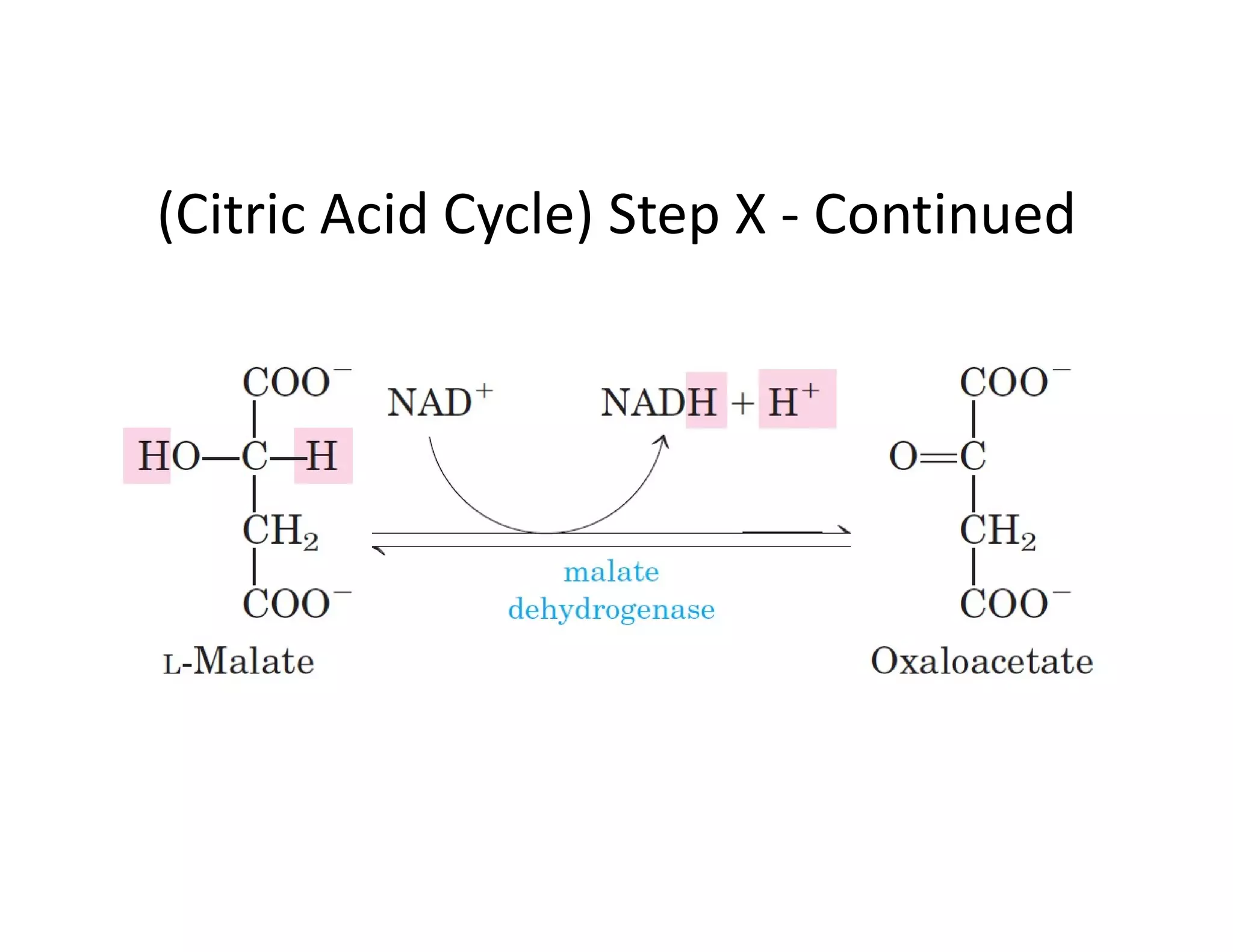 Citric Acid Cycle | Krebs Cycle | TCA cycle | PPT