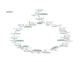 Citric Acid Cycle | Krebs Cycle | TCA cycle | PDF