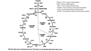 (Where: GTP= Guanine triphosphate;
GDP= Guanine Diphosphate;
FAD = Flavin adenine dinucleotide,
FADH2= Flavin adenine dinucleotide dihydride;
NAD= Nicotinamide adenine dinucleotide;
NADH= Nicotinamide adenine dinucleotide hydride)
 