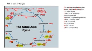 Trick to learn krebs cycle
Cricket Coach India Appoints
Smart Staff For Main Office
Cricket – citrate
Coach – cis- Aconitate
India – Isocitrate
Appoints – alpha ketoglutarate
Smart – succinyl- CoA
Staff- Succinate
For- Fumarate
Main- Malate
Office- oxaloacetate
 