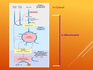 Citric acid cycle | PDF