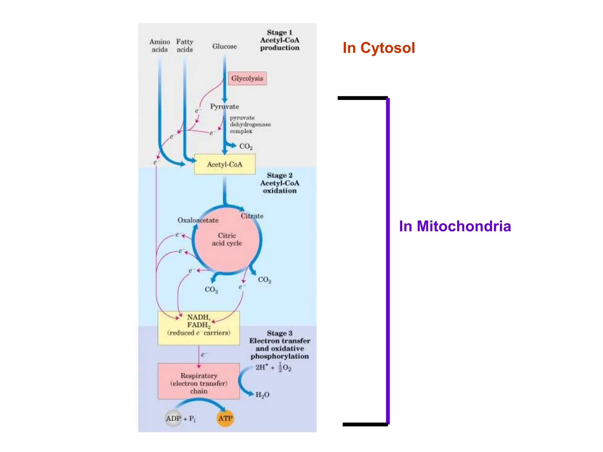 The citric acid cycle and its bioenergetics | PPT | Free Download