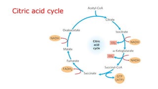 Citric Acid Cycle is a central metabolic pathway of cellular ...