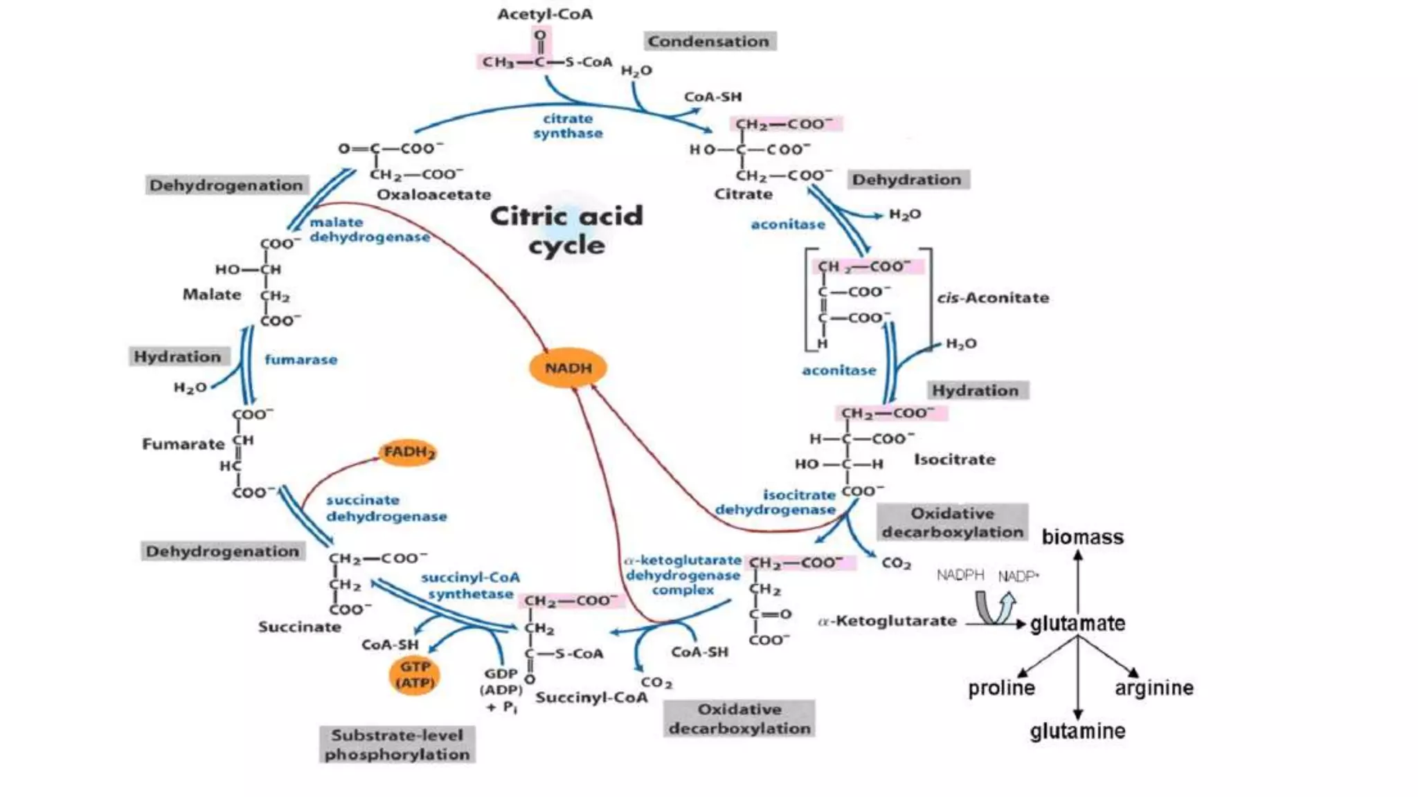 Citric acid cycle, krebs cycle, by Dr atindra pandey