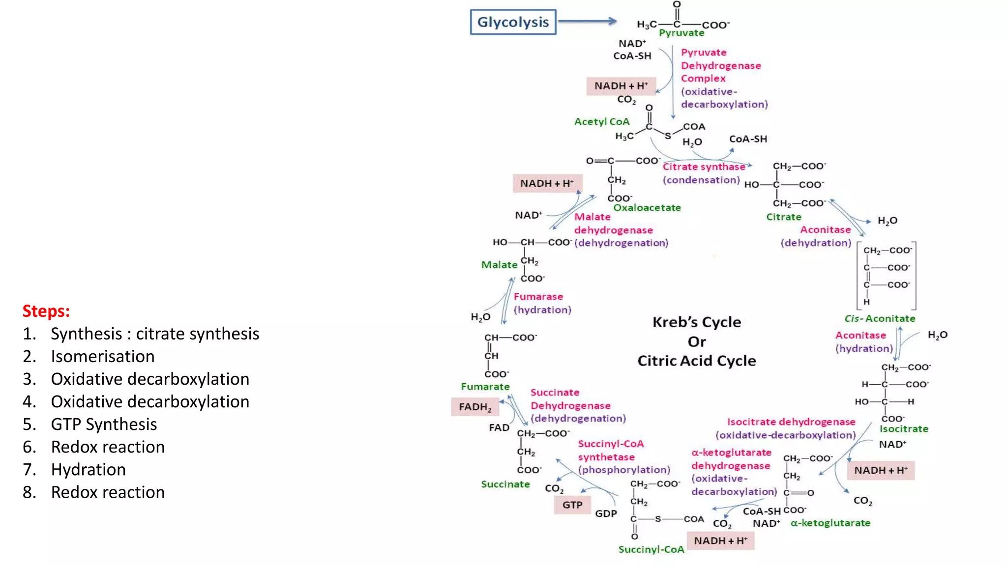 Steps:
1. Synthesis : citrate synthesis
2. Isomerisation
3. Oxidative decarboxylation
4. Oxidative decarboxylation
5. GTP Synthesis
6. Redox reaction
7. Hydration
8. Redox reaction
 