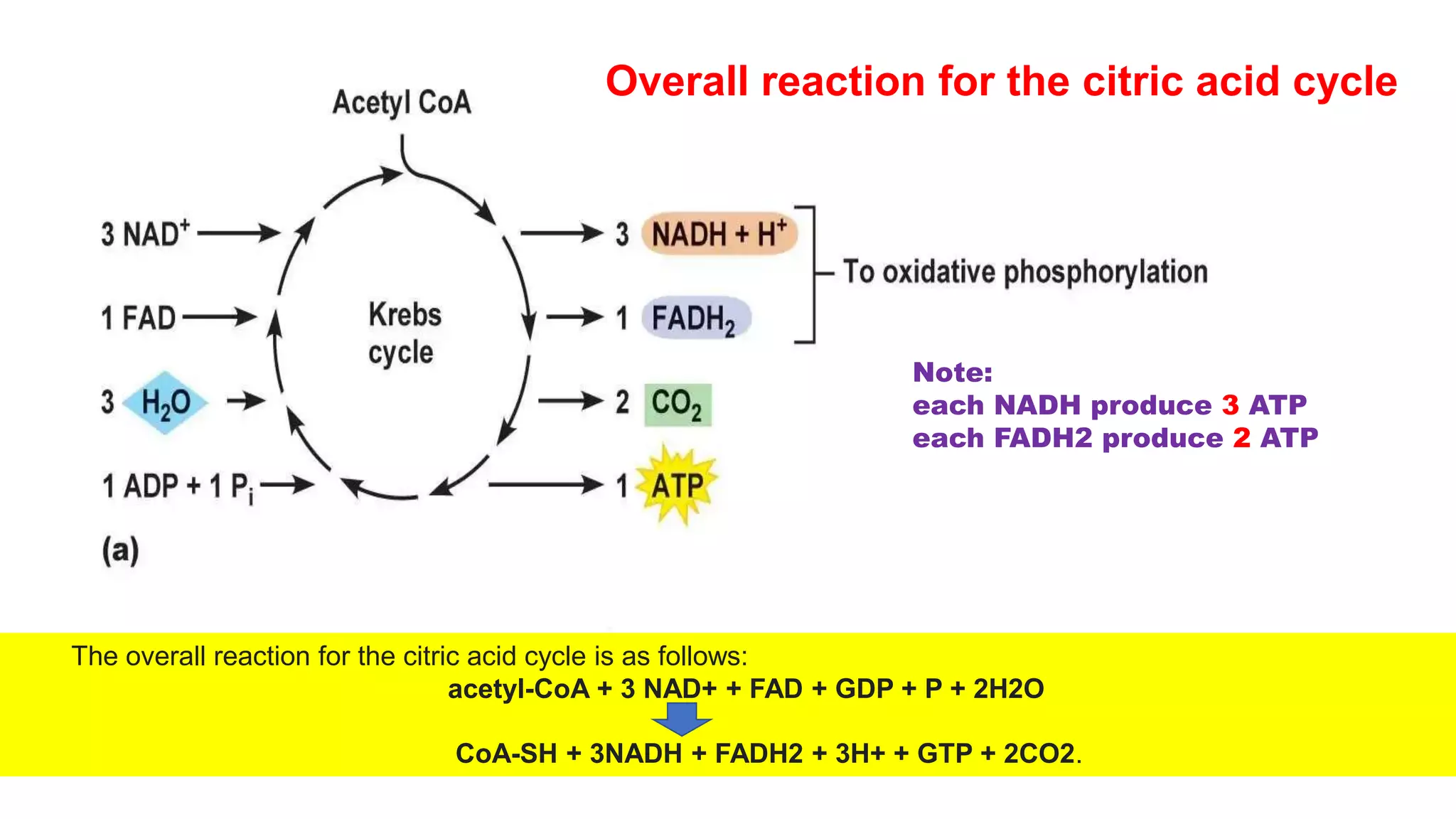 The overall reaction for the citric acid cycle is as follows:
acetyl-CoA + 3 NAD+ + FAD + GDP + P + 2H2O
CoA-SH + 3NADH + FADH2 + 3H+ + GTP + 2CO2.
Note:
each NADH produce 3 ATP
each FADH2 produce 2 ATP
Overall reaction for the citric acid cycle
 