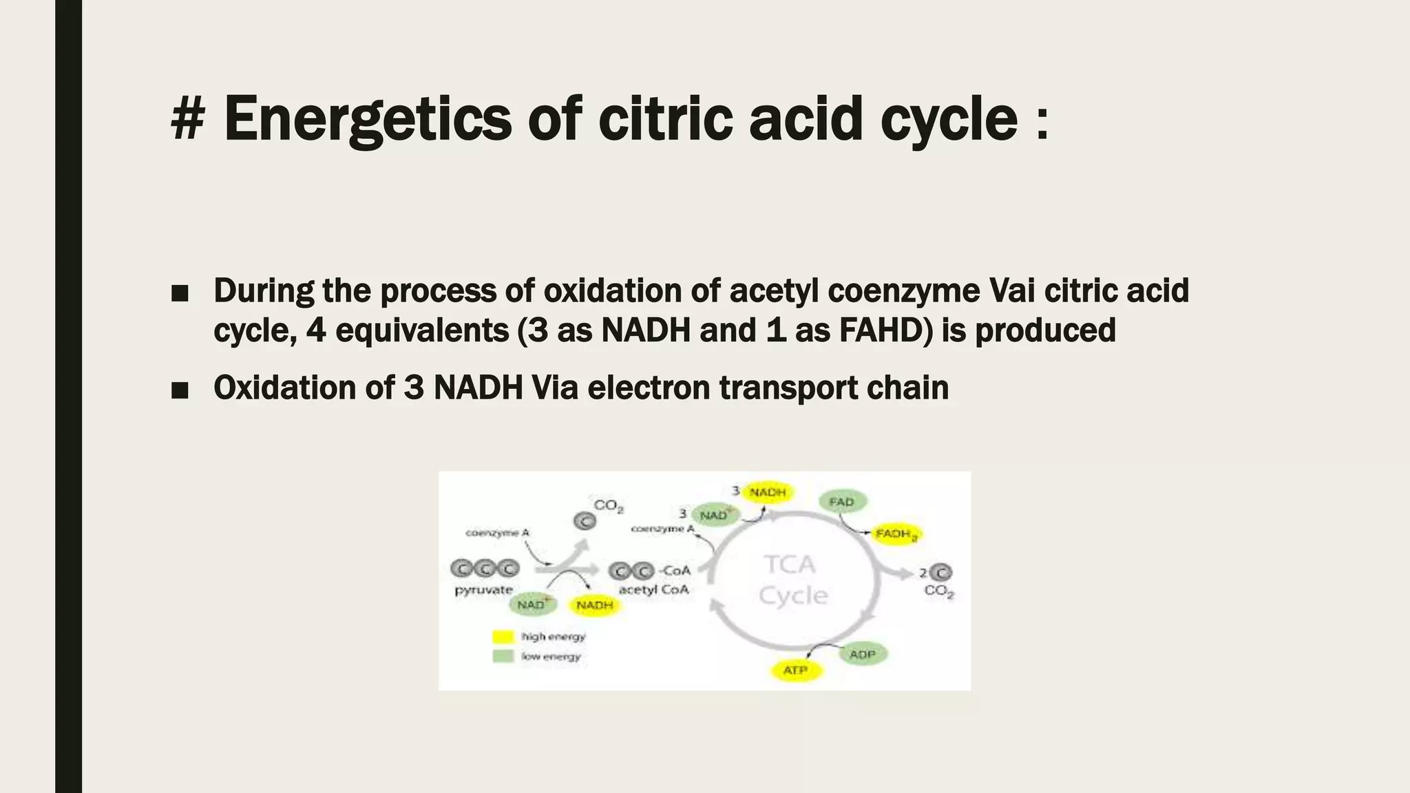 Citric acid cycle krebs cycle or tricarboxylic acid | PPT