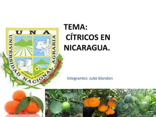 TEMA:
CÍTRICOS EN
NICARAGUA.
Integrantes: zuko blandon
 