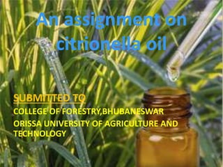An assignment on
citrionella oil
SUBMITTED TO
COLLEGE OF FORESTRY,BHUBANESWAR
ORISSA UNIVERSITY OF AGRICULTURE AND
TECHNOLOGY
 