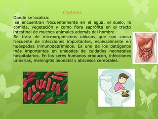 Citrobacter
Donde se localiza:
se encuentran frecuentemente en el agua, el suelo, la
comida, vegetación y como flora saprófita en el tracto
intestinal de muchos animales además del hombre.
Se trata de microorganismos ubicuos que son causa
frecuente de infecciones importantes, especialmente en
huéspedes inmunodeprimidos. Es uno de los patógenos
más importantes en unidades de cuidados neonatales
hospitalarios. En los seres humanos producen, infecciones
urinarias, meningitis neonatal y abscesos cerebrales.
 