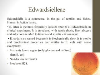 Edwardsielleae
Edwardsiella is a commensal in the gut of reptiles and fishes.
Human infection is rare.
• E. tarda is the most frequently isolated species of Edwardsiella in
clinical specimens. It is associated with septic shock, liver abscess
and infections rela1ed to trauma and aquatic environment.
• E. tarda is so named because it is biochemically slow. It is motile
and biochemical properties are similar to E. coli with some
exceptions:
• Ferments fewer sugars (only glucose and maltose)
than E. coli
• Non-lactose fermenter
• Produces H2S.
 