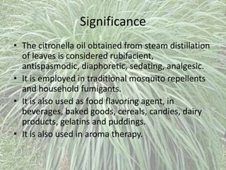 Significance
• The citronella oil obtained from steam distillation
of leaves is considered rubifacient,
antispasmodic, diaphoretic, sedating, analgesic.
• It is employed in traditional mosquito repellents
and household fumigants.
• It is also used as food flavoring agent, in
beverages, baked goods, cereals, candies, dairy
products, gelatins and puddings.
• It is also used in aroma therapy.
 