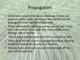 Propagation
• Citronella is a perennial grass, however, it does not
produce viable seeds, therefore, the species can be
propagated only vegetatively by slips.
• This is achieved by splitting well-grown clumps. It has
been observed that an year old clump yields on an
average about 50 slips.
• The clump is gently separated into a number of slips .
• These slips are the unit of propagation and on planting
establish themselves as plants or bushes.
• Fibrous roots and leaves should be trimmed off the
slips before planting.
 