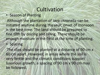 Cultivation
• Season of Planting
Although the plantation of Java citronella can be
initiated anytime during the year, onset of monsoon
is the best time. The land should be prepared to
fine tilth by discing and tilling. There should be
enough moisture in the field at the time of planting.
• Spacing
The slips should be planted at a distance of 60 cm x
60 cm apart. However, in areas where the soil is
very fertile and the climatic conditions support
luxurious growth, a spacing of 90 cm x 90 cm may
be followed.
 
