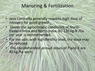 Manuring & Fertilization
• Java citronella generally requires high dose of
nitrogen for good growth.
• Under the agroclimatic conditions of North-
Eastern India and North India, 80-120 kg N /ha
per year is recommended.
• For the soils with high fertility level, the dose may
be reduced.
• The recommended annual doses of P and K are
40 kg/ha each.
 