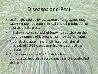 Diseases and Pest
• Leaf blight caused by Curvularia andropogonis may
cause serious reductions in leaf and oil production of
Java citronella grass.
• Initial symptoms consist of brownish patches on the
tips and margins of leaves, which may dry out later.
• Prophylactic spraying with dithiocarbamates at
intervals of 10-15 days can effectively control the
disease.
• Anthracnose caused by Colletotrichum
graminicola may also cause damage and is controlled
similarly.
 