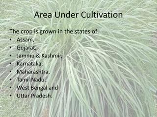 Area Under Cultivation
The crop is grown in the states of:
• Assam,
• Gujarat,
• Jammu & Kashmir,
• Karnataka,
• Maharashtra,
• Tamil Nadu,
• West Bengal and
• Uttar Pradesh.
 
