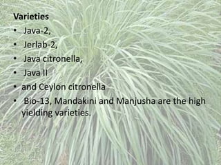 Varieties
• Java-2,
• Jerlab-2,
• Java citronella,
• Java II
• and Ceylon citronella
• Bio-13, Mandakini and Manjusha are the high
yielding varieties.
 