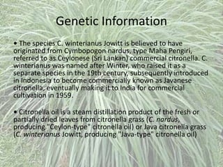 Genetic Information
• The species C. winterianus Jowitt is believed to have
originated from Cymbopogon nardus, type Maha Pengiri,
referred to as Ceylonese (Sri Lankan) commercial citronella. C.
winterianus was named after Winter, who raised it as a
separate species in the 19th century, subsequently introduced
in Indonesia to become commercially known as Javanese
citronella, eventually making it to India for commercial
cultivation in 1959.
• Citronella oil is a steam distillation product of the fresh or
partially dried leaves from citronella grass (C. nardus,
producing "Ceylon-type" citronella oil) or Java citronella grass
(C. winterianus Jowitt, producing "Java-type" citronella oil)
 