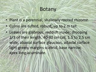 Botany
• Plant is a perennial, shallowly rooted rhizome.
• Culms are tufted, robust, up to 2 m tall.
• Leaves are glabrous, reddish inside; drooping
2/3 of their length, 40-80 cm tall, 1.5 to 2.5 cm
wide, abaxial surface glaucous, adaxial surface
light green, margins scabrid, base narrow,
apex long acuminate.
 