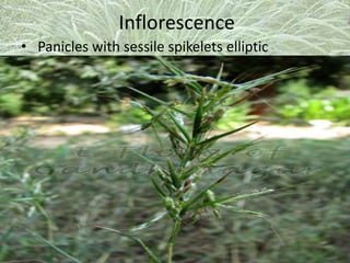 Inflorescence
• Panicles with sessile spikelets elliptic
 