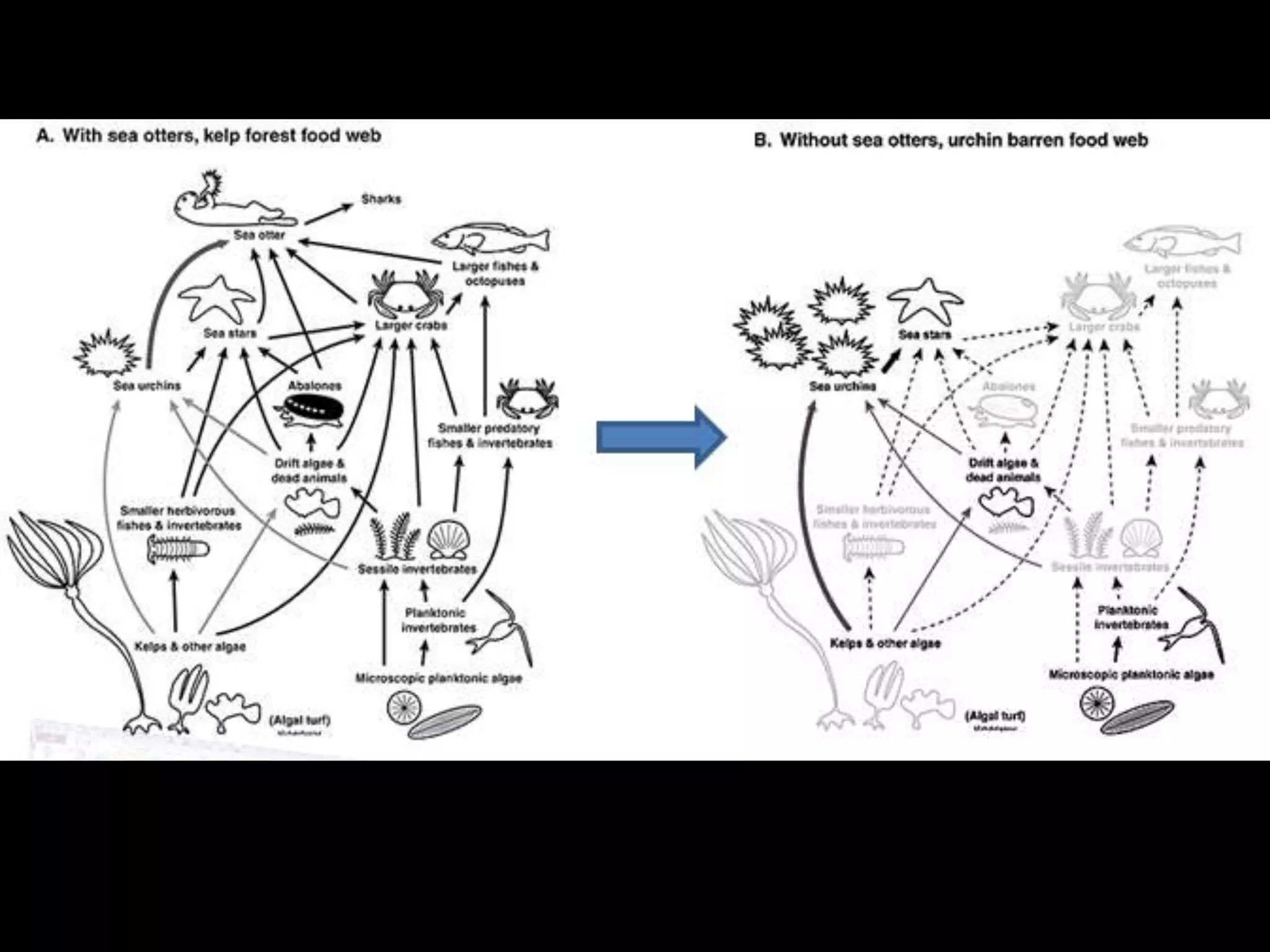 Keystone
• Keystone species – otter
• Bottom of the food chain – menhanden
 