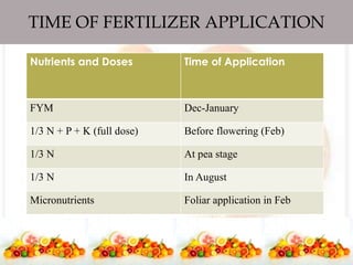 TIME OF FERTILIZER APPLICATION
Nutrients and Doses Time of Application
FYM Dec-January
1/3 N + P + K (full dose) Before flowering (Feb)
1/3 N At pea stage
1/3 N In August
Micronutrients Foliar application in Feb
 