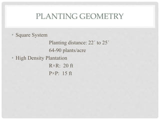 PLANTING GEOMETRY
• Square System
Planting distance: 22´ to 25´
64-90 plants/acre
• High Density Plantation
R×R: 20 ft
P×P: 15 ft
 