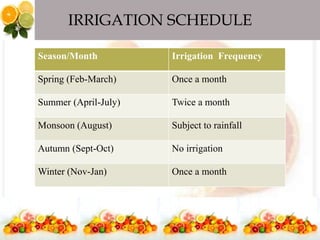 IRRIGATION SCHEDULE
Season/Month Irrigation Frequency
Spring (Feb-March) Once a month
Summer (April-July) Twice a month
Monsoon (August) Subject to rainfall
Autumn (Sept-Oct) No irrigation
Winter (Nov-Jan) Once a month
 