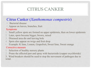 CITRUS CANKER
Citrus Canker (Xanthomonas compestris)
• Bacterial disease
• Appear on leaves, branches, fruit
Symptoms
1. Small yellow spots are formed on upper epidermis, then on lower epidermis
2. Later, spots become bigger, brown, raised
3. Diseased area die and leaving hole
4. Spots also appear on twigs and fruit drop
• Example: K lime, Lemon, Grapefruit, Sweet lime, Sweet orange
Corrective measure
1. Selection of healthy nursery plants
2. Prune the affected part and spray with bacteriside (copper oxychloride)
3. Wind breakers should be used to stop the movement of pathogen due to
wind.
 