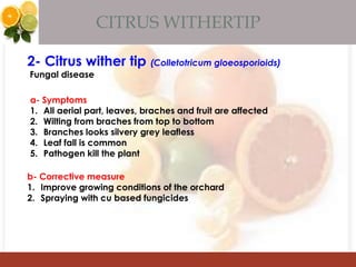 CITRUS WITHERTIP
2- Citrus wither tip (Colletotricum gloeosporioids)
Fungal disease
a- Symptoms
1. All aerial part, leaves, braches and fruit are affected
2. Wilting from braches from top to bottom
3. Branches looks silvery grey leafless
4. Leaf fall is common
5. Pathogen kill the plant
b- Corrective measure
1. Improve growing conditions of the orchard
2. Spraying with cu based fungicides
 