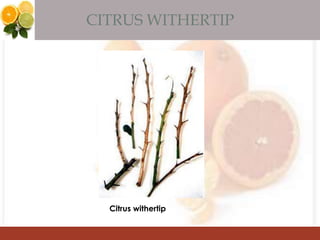 CITRUS WITHERTIP
Citrus withertip
 